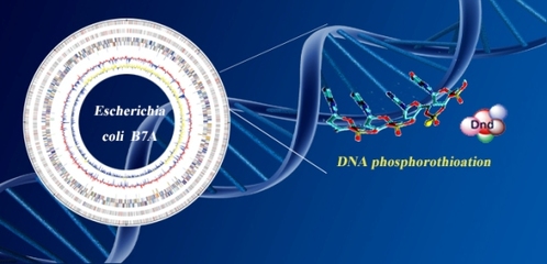 上海交大破译DNA磷硫酰化修饰基因组分布图谱